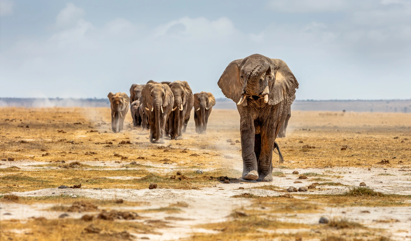 9 Days Kenya Savanna Explorer Fly-in Luxury Safari Wildlife