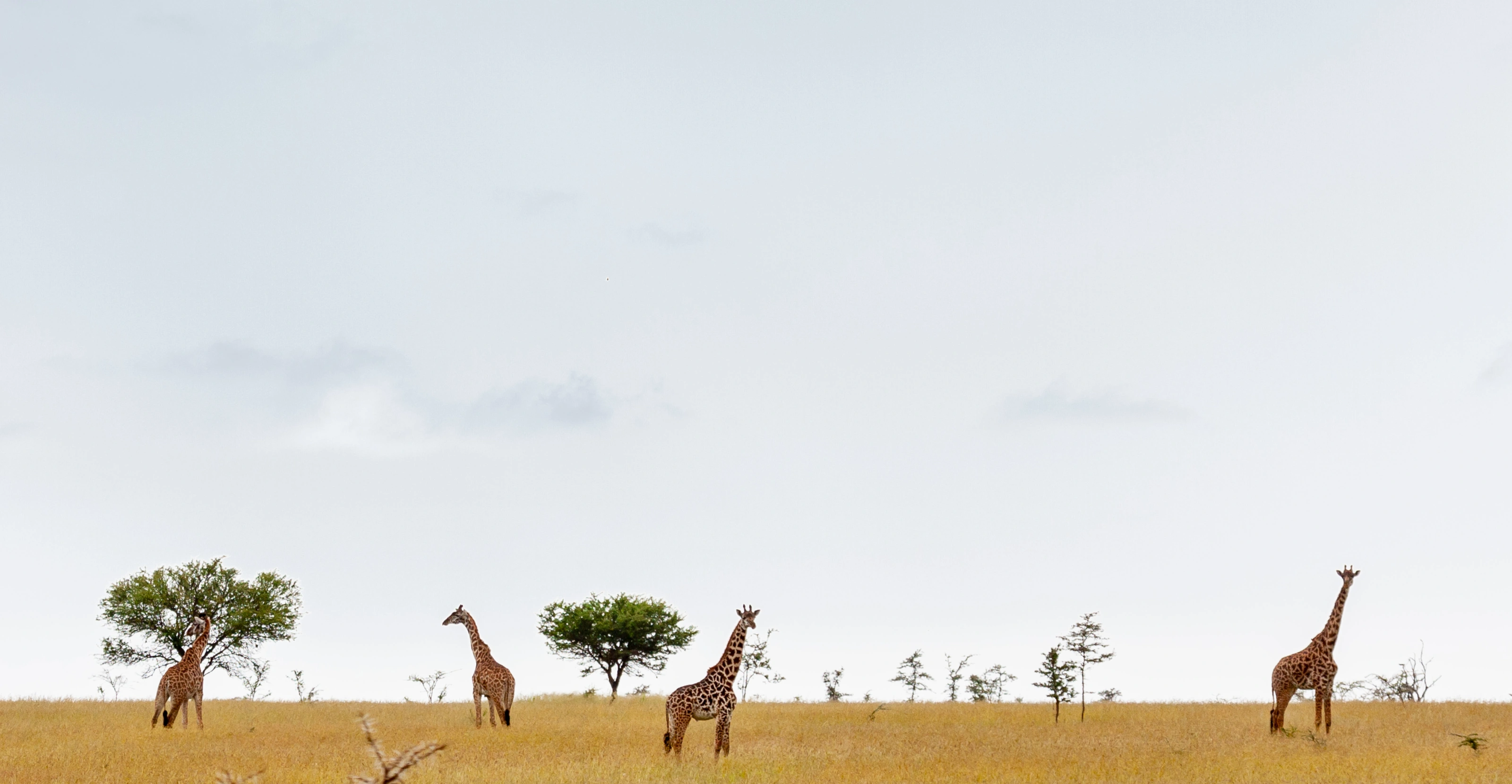 9 Days Kenya Savanna Explorer Fly-in Luxury Safari