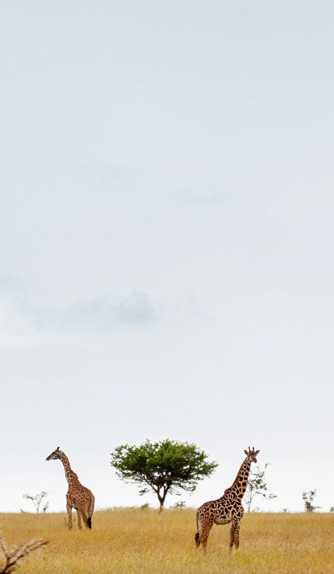 Kenya Fly-in Luxury Safari