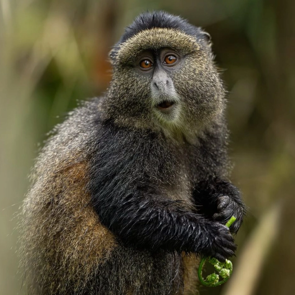 9 Days Primate & Wildlife Safari by Helicopter Attraction