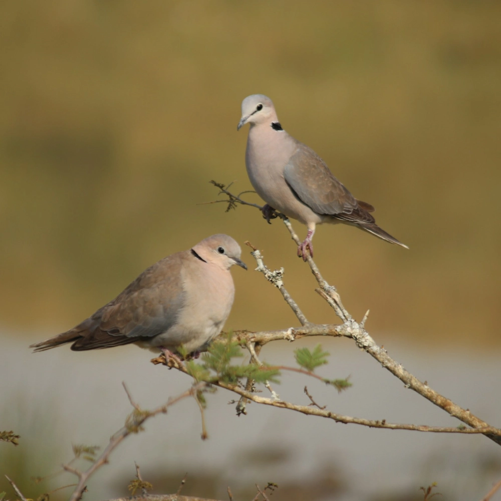 9 Days Primate & Wildlife Safari by Helicopter Attraction