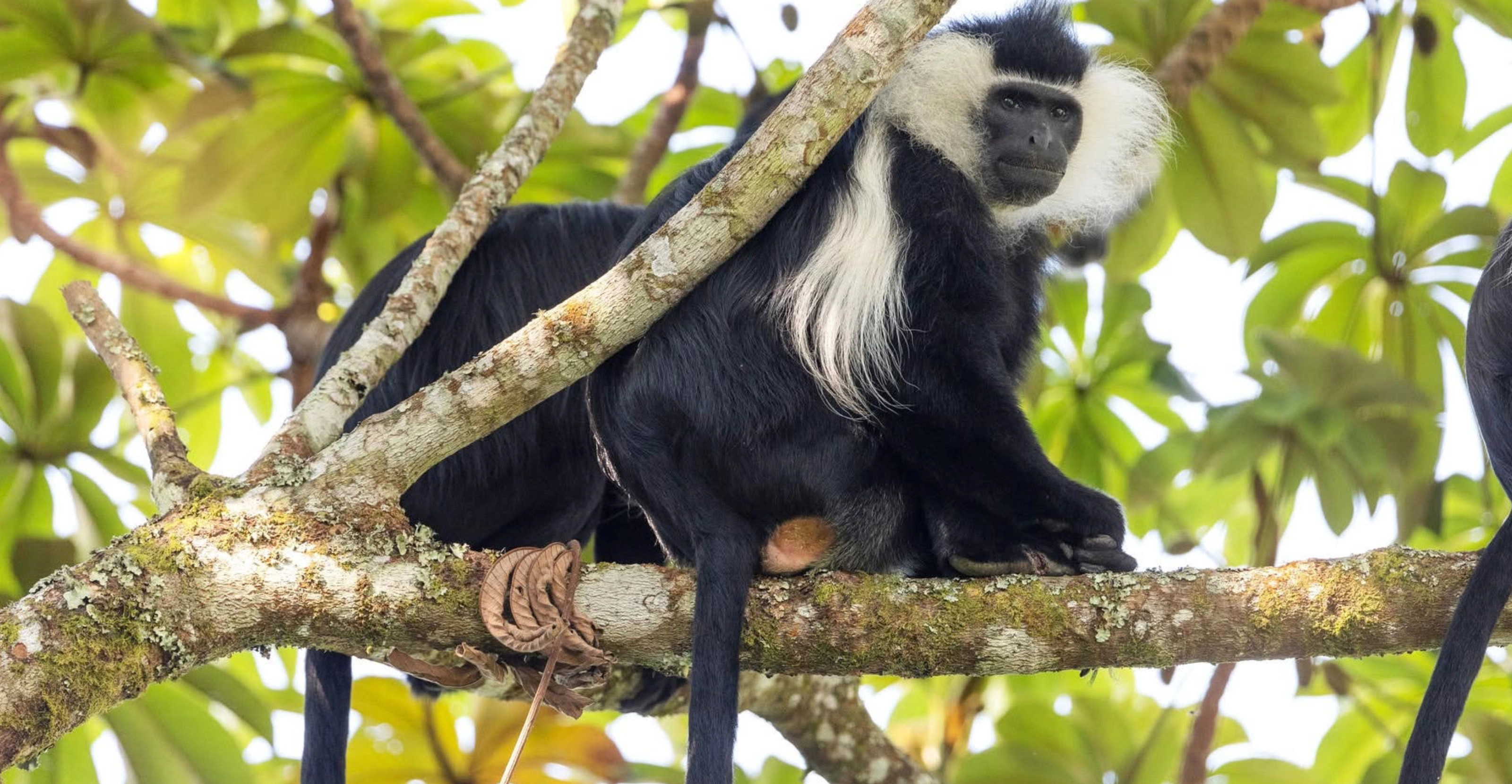 9 Days Primate & Wildlife Safari by Helicopter