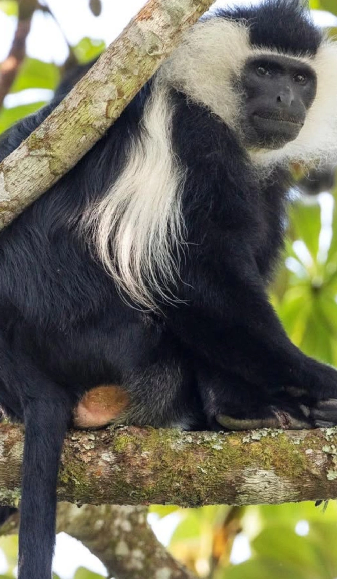 Primate & Wildlife Safari by Helicopter