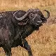 African Buffalo