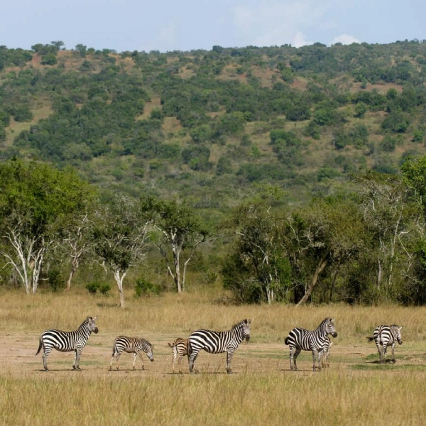 Akagera National Park Zebra
