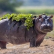 Hippo