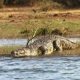Nile Crocodile