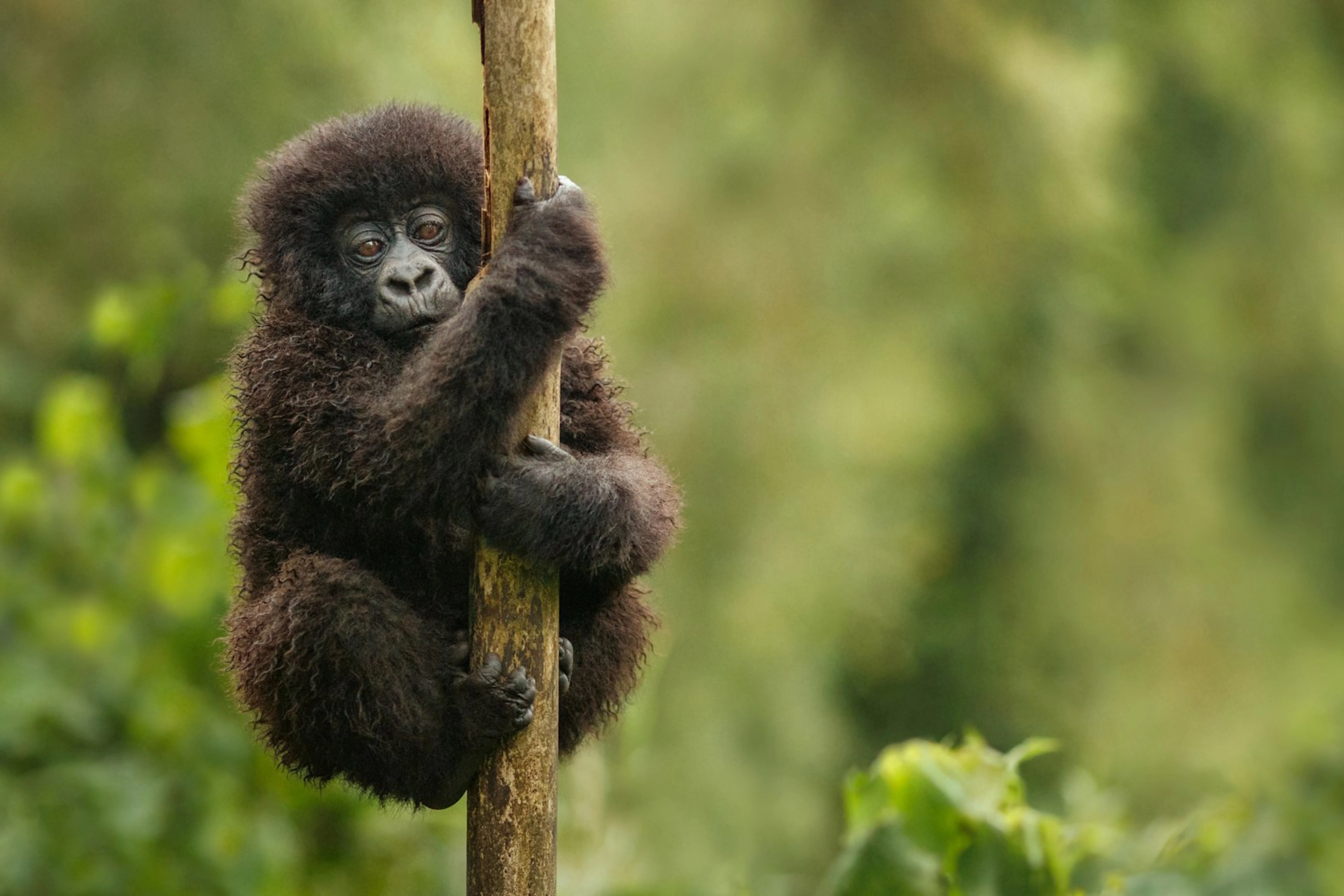 Akagera National Park Wildlife 