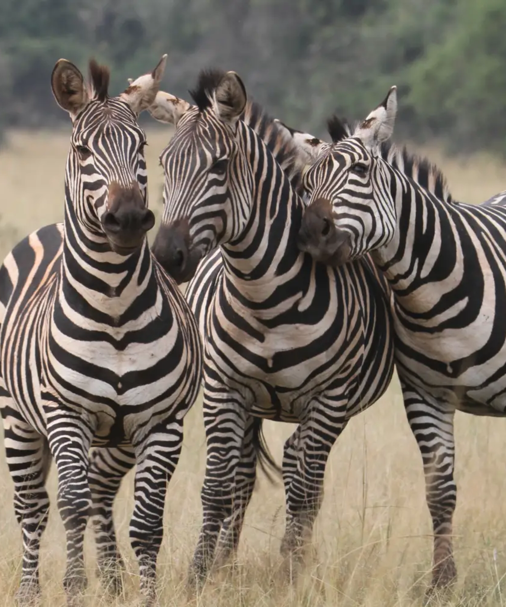 Akagera National Park Wildlife 