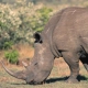 Black Rhino