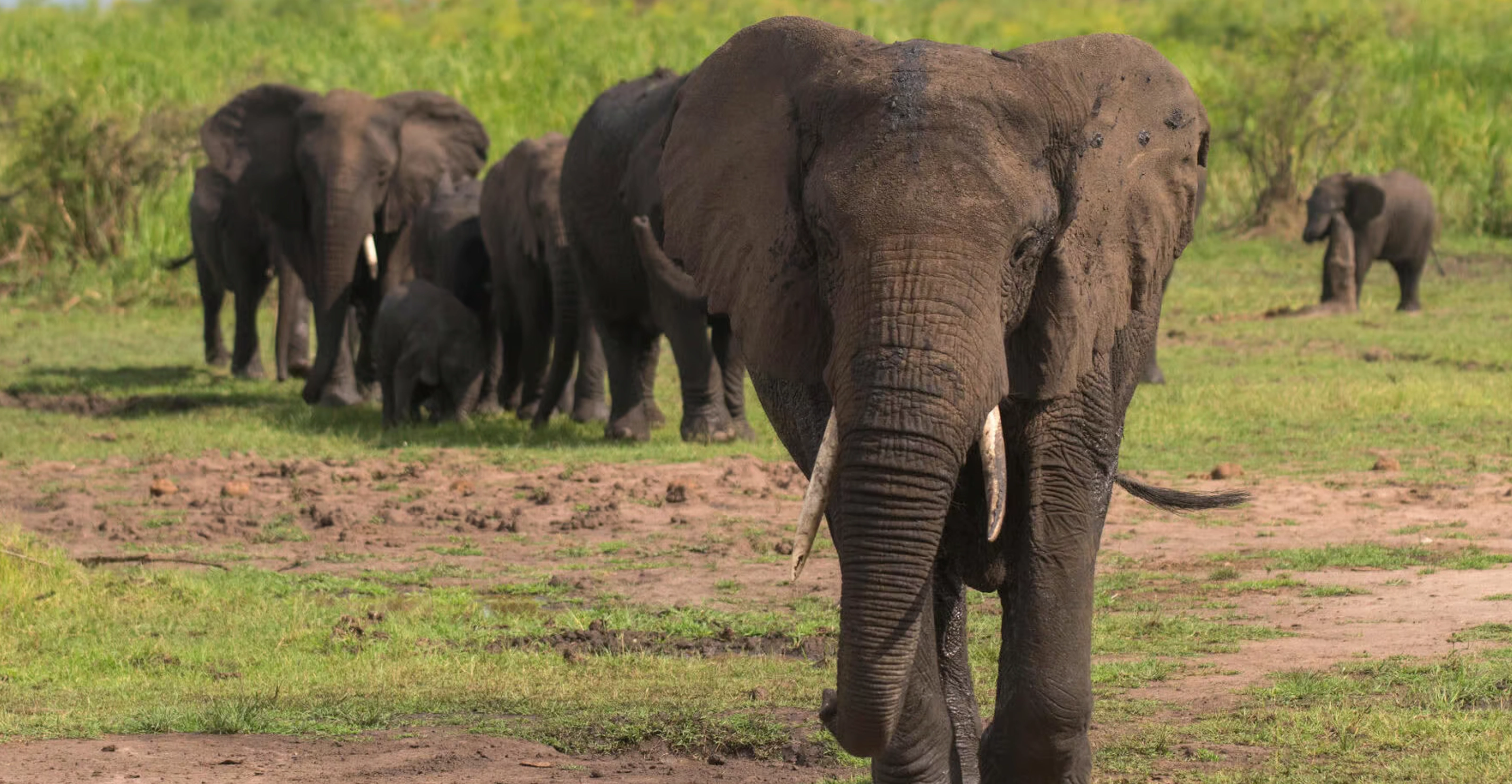 Akagera National Park