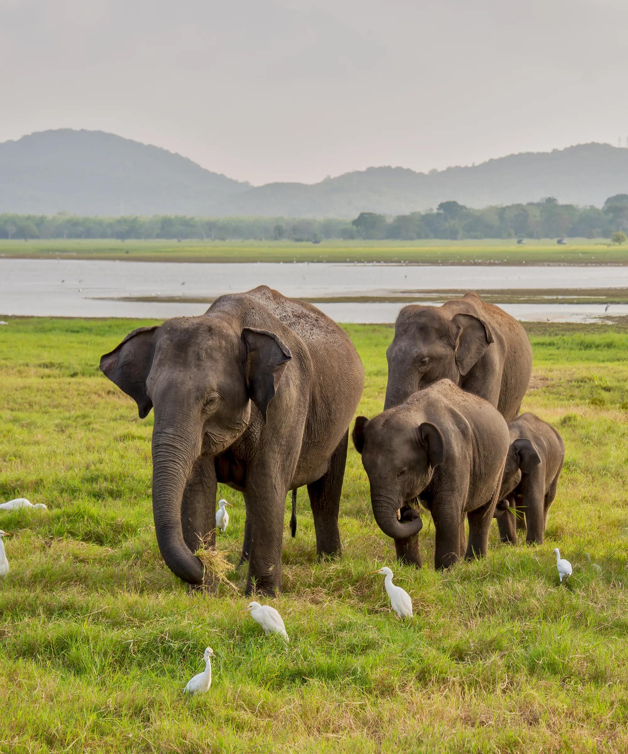 Amboseli National Park Attraction