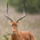 Sitatunga Antelopes