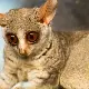 Bush Baby