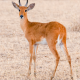 Bohor Reedbuck
