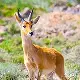 Mount Kenya National Park Bushbuck
