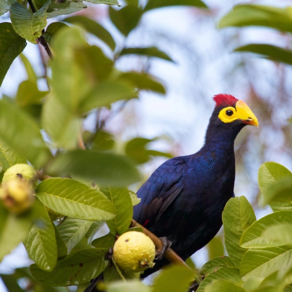 Bwindi Impenetrable National Park WildLife