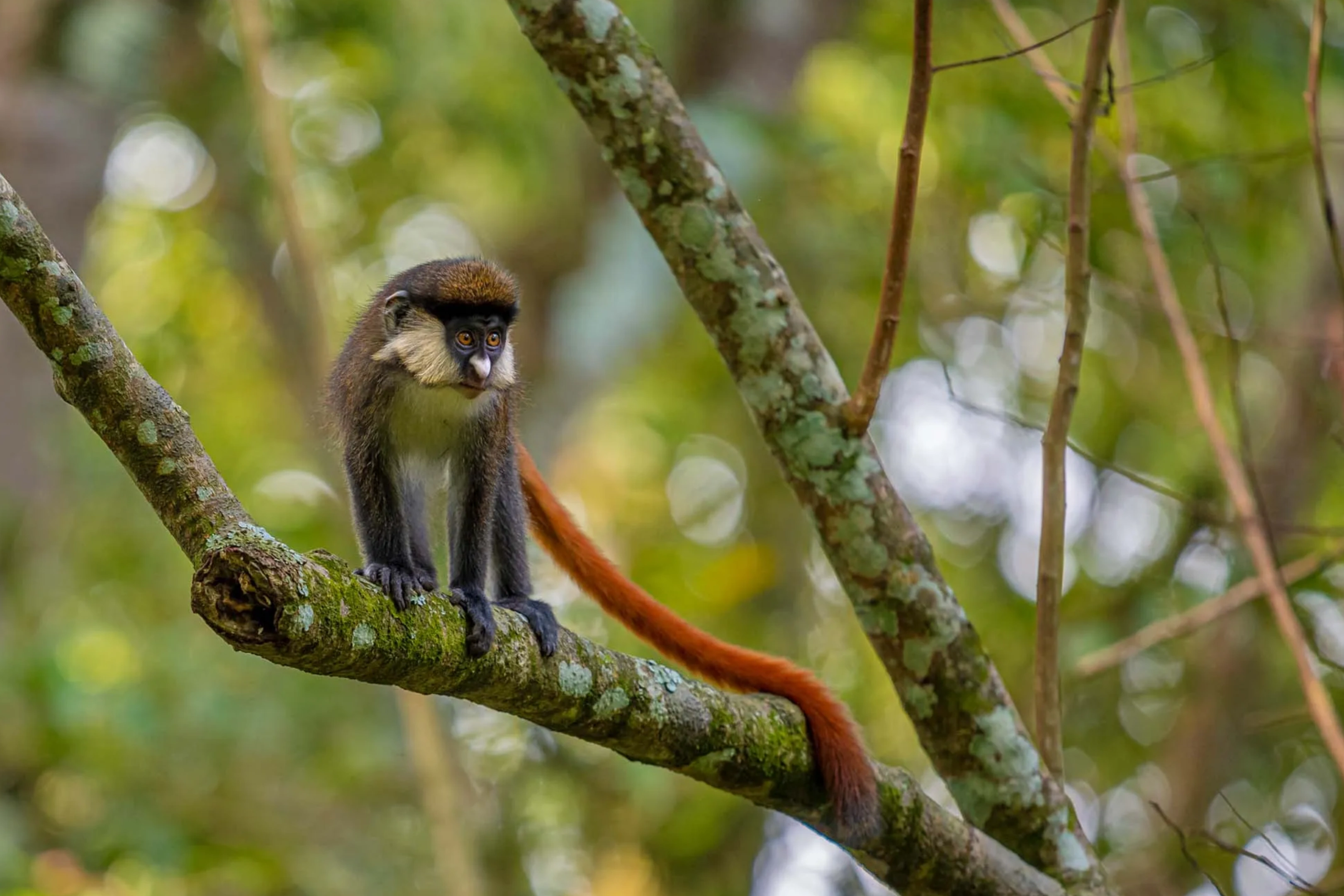 Bwindi Impenetrable National Park
 Attractions