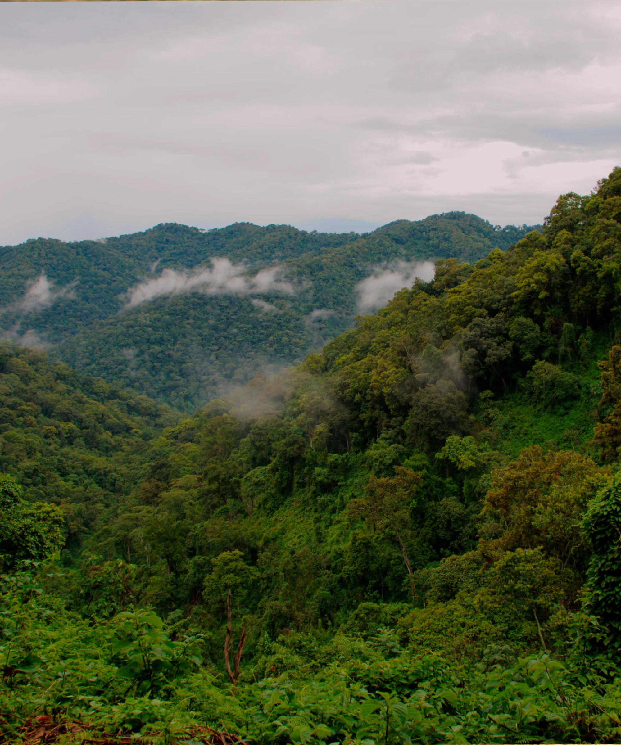 Bwindi Impenetrable National Park Attractions