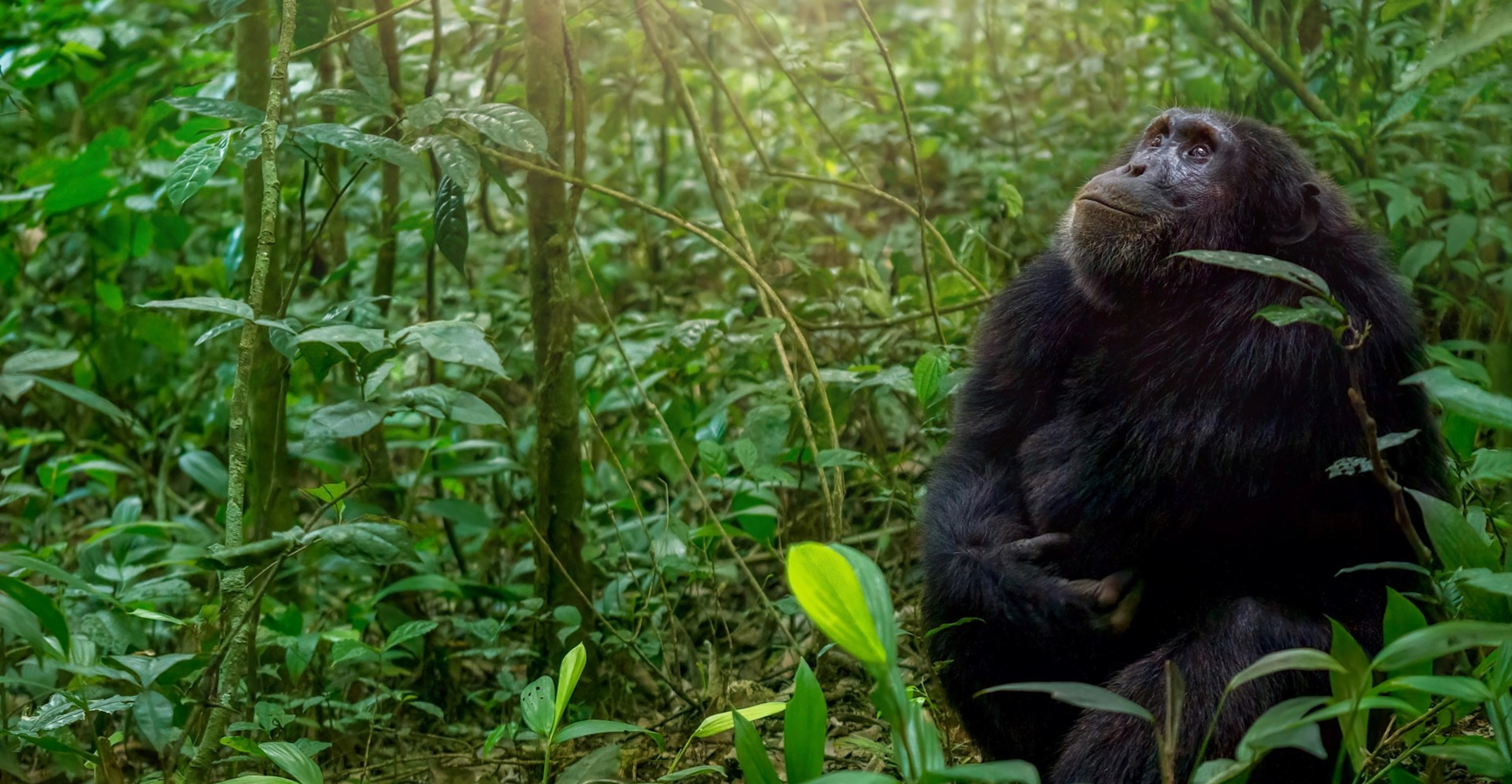 Bwindi Impenetrable National Park