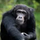 Chimpanzee