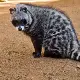 African Civet