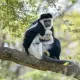 Colobus Monkey