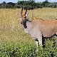 Eland