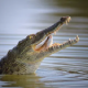 Nile Crocodile