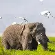 African Elephant