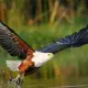 African Fish Eagle