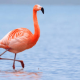 Lesser Flamingo