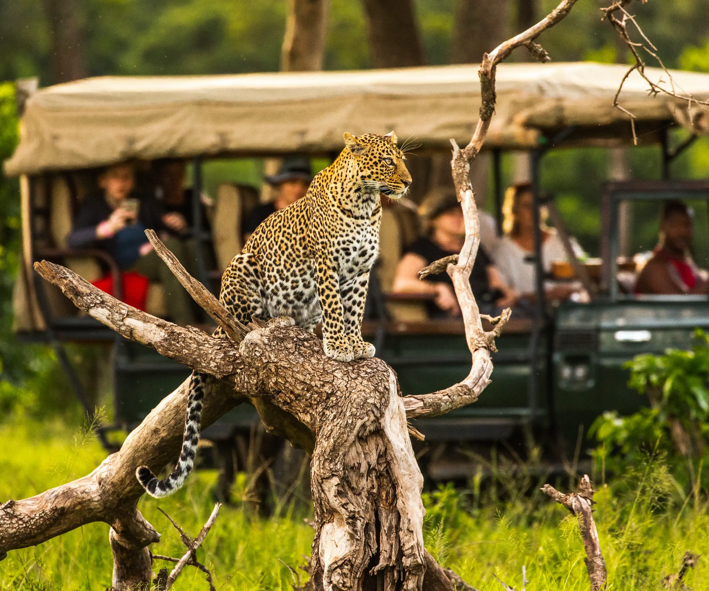 Game Drive