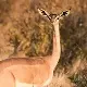 Gerenuk