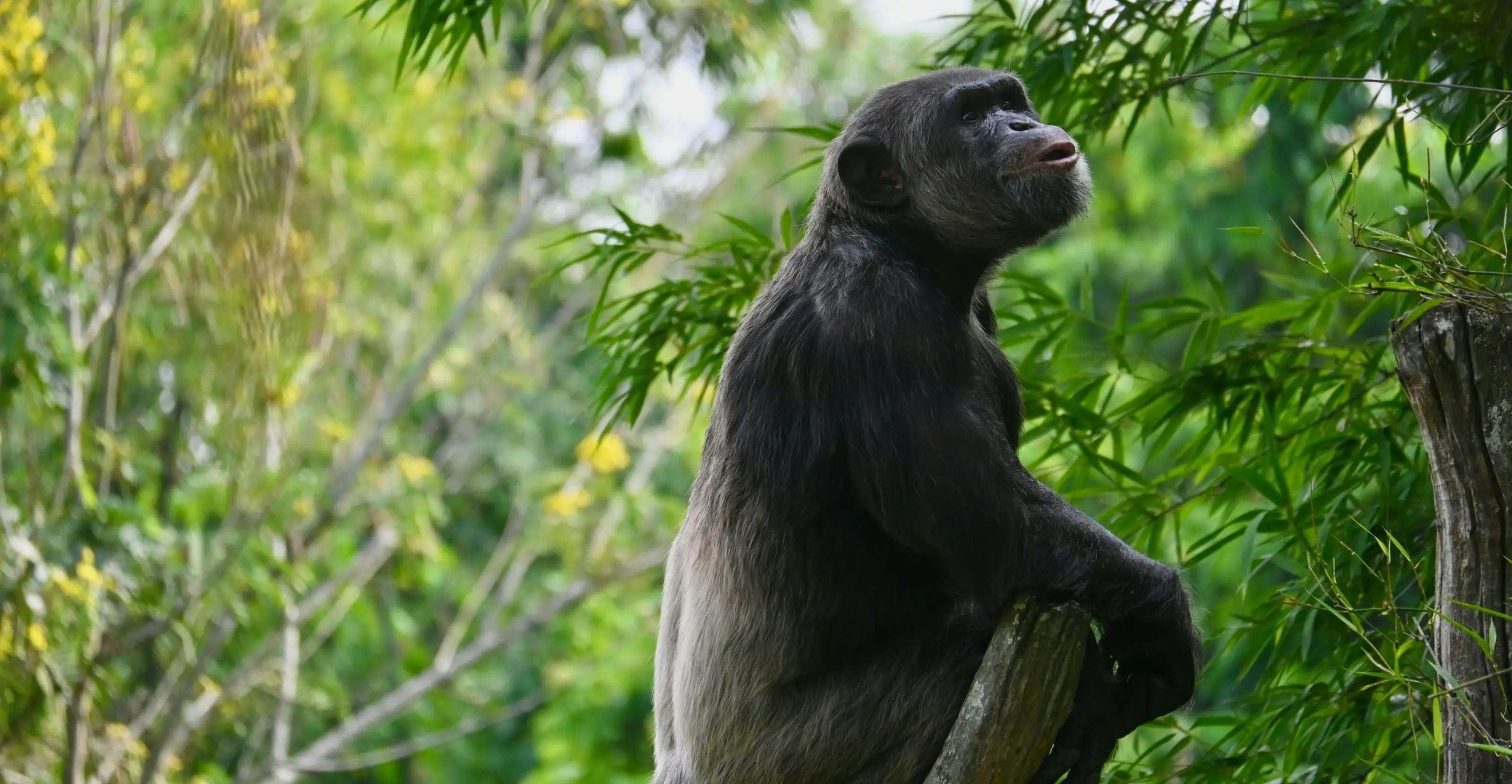 4 Days Kibale Chimpanzee Trekking and Bigodi Wetland Safari