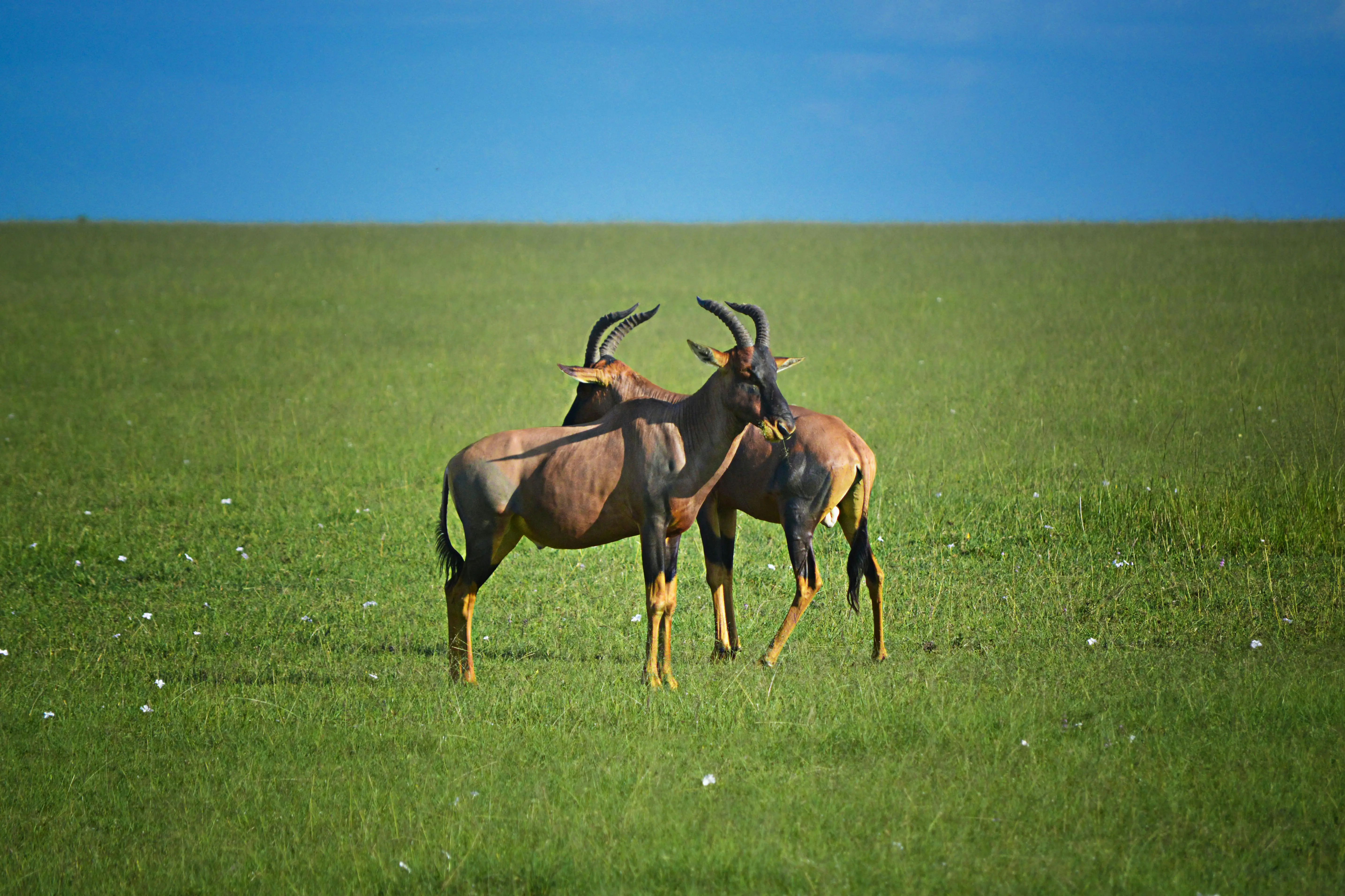 African Hartebeest