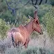 Hunter’s Hartebeest (Hirola)