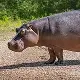 Hippopotamus