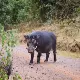 Mount Kenya National Park Giant Forest Hog
