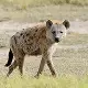 Spotted Hyena