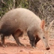 Aardvark