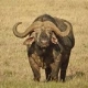 Buffaloes