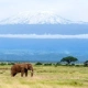 African Elephant