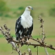 African Fish Eagles