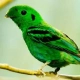 African Green Broadbill