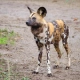 African Wild Dog