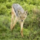 Black-backed Jackal