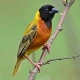 Black-headed Weaver