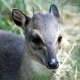 Blue Duiker