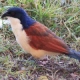 Blue-headed Coucal